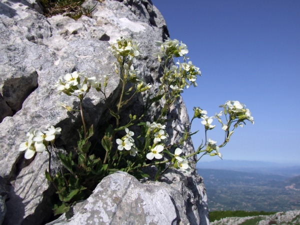 arabis alpina subsp caucasica